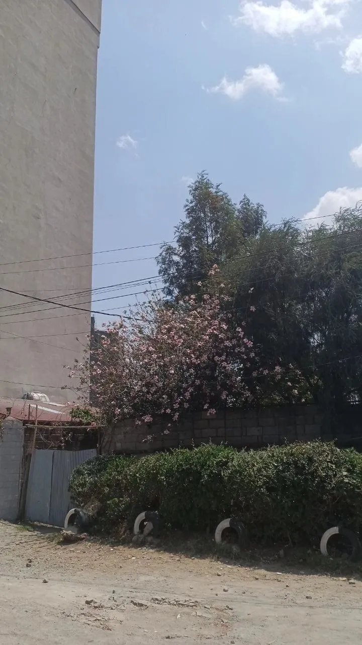 607 sqm Construction Land Meskel Flower – photo 4
